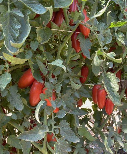 Italiaanse tomaten en passata